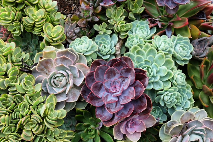 Succulents