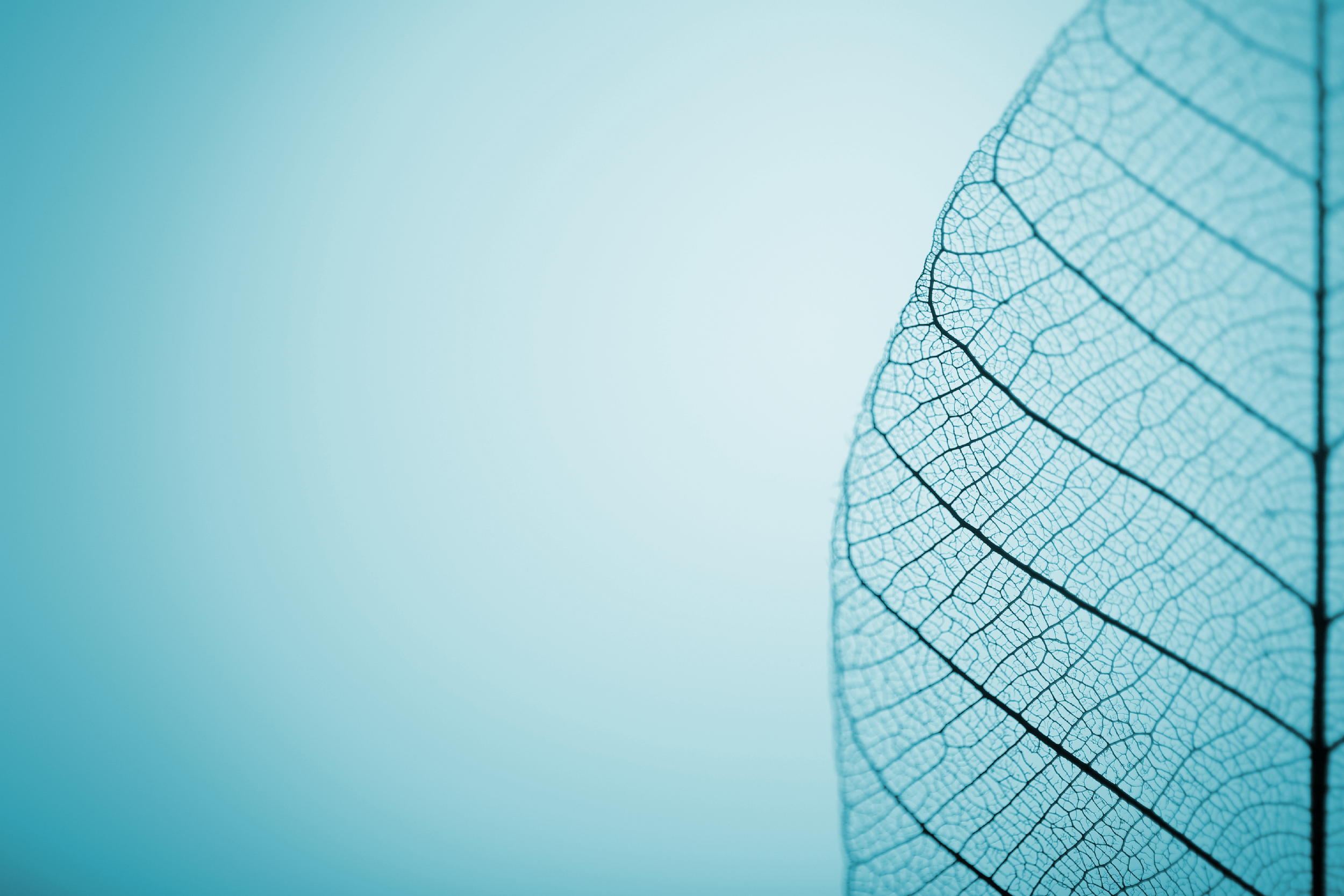 Blue Leaf Banner-1